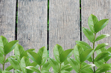 Old wooden bridge flooring With green leaves background