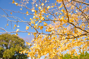 紅葉したイチョウの葉