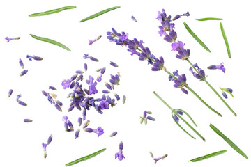 lavender flowers isolated on white background. top view