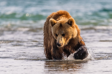 Obraz premium Ruling the landscape, brown bears of Kamchatka (Ursus arctos beringianus)