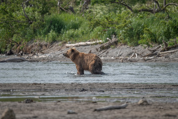 Ruling the landscape, brown bears of Kamchatka (Ursus arctos beringianus)