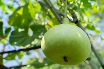 Calabash fresh on the tree