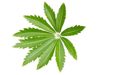 Closeup of single green leaf isolated white background using for nature texture ecology concept.