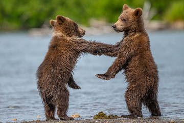 Ruling the landscape, brown bears of Kamchatka (Ursus arctos beringianus)