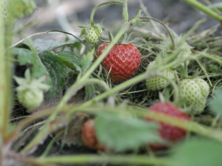 strawberry on branch