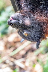 Portrait of fruit bat, or flying foxe, close-up. Cute funny fluffy asian animal eats fruit and smiles