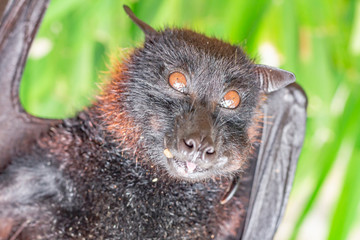 Portrait of fruit bat, or flying foxe, close-up. Cute funny fluffy asian animal eats fruit and smiles
