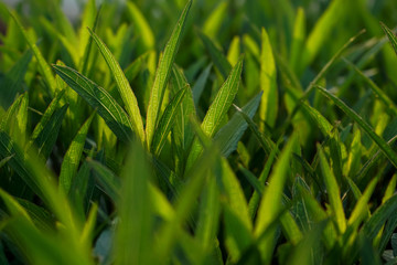 Green leave background