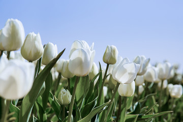 white tulip field