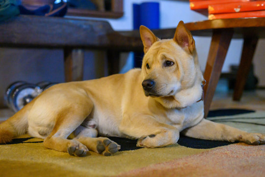 philippine street dog azkal aspin