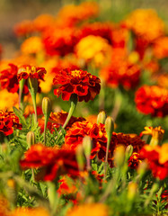 yellow red flowers as background