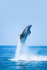 Fototapete Blau Gruppe von Delfinen, die auf das Wasser springen - Schöne Meereslandschaft und blauer Himmel
