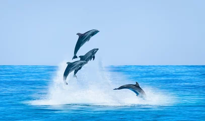 Foto op Plexiglas Group of dolphins jumping on the water - Beautiful seascape and blue sky © muratart