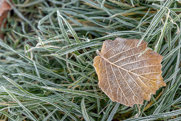 Feuille morte en automne