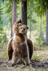 Brown Bears ( Ursus Arctos ) in the summer forest.