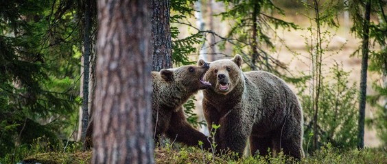 Brown bears  playfully fighting. Brown Bear ( Ursus Arctos). In the summer forest.