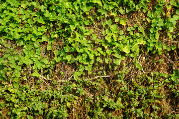 Green and dry leaves wall