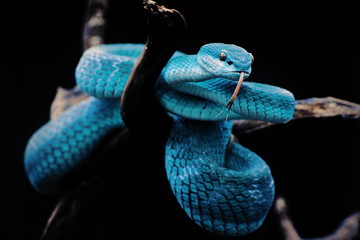 Blue Insularis or Blue Viper Snake on the Branch