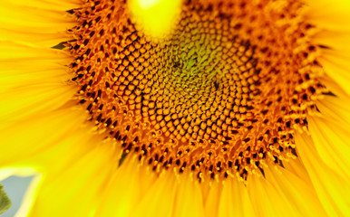 Cropped shot of sunflower. Yellow flower, close up. Abstract colorful nature background. Drops of water on the seeds of plant. Blurred image