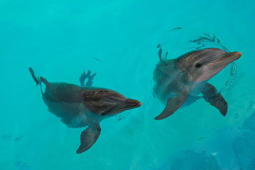 Common Bottlenose Dolphin (Tursiops truncatus)