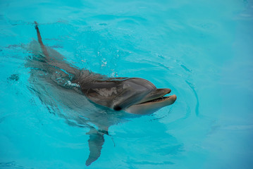 Obraz premium Common Bottlenose Dolphin (Tursiops truncatus)