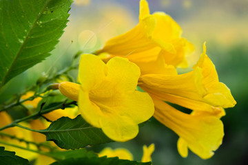 Fototapeta na wymiar yellow flower In the garden began to bloom and beautiful