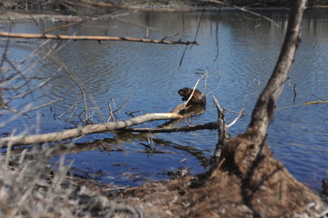 muskrat by the water