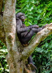 Close up Portrait of Bonobo Cub on the tree in natural habitat. Green natural background. The Bonobo ( Pan paniscus), called the pygmy chimpanzee. Democratic Republic of Congo. Africa