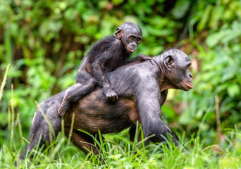 Close up Portrait of Bonobo Cub on the mother's back in natural habitat. Green natural background. The Bonobo ( Pan paniscus), called the pygmy chimpanzee. Democratic Republic of Congo. Africa
