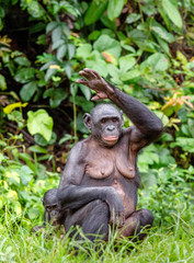 Adult female of Bonobo with cub on the Green natural background in natural habitat. The Bonobo Pan paniscus, called the pygmy chimpanzee. Democratic Republic of Congo. Africa
