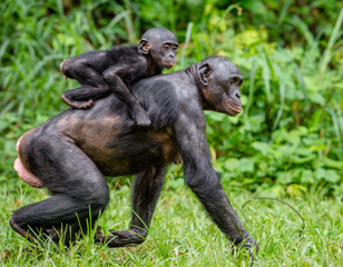 Close up Portrait of Bonobo Cub on the mother's back in natural habitat. Green natural background. The Bonobo ( Pan paniscus), called the pygmy chimpanzee. Democratic Republic of Congo. Africa