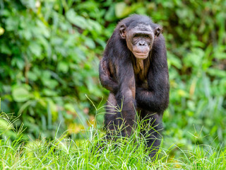 Adult male of Bonobo on the Green natural background in natural habitat. The Bonobo ( Pan paniscus), called the pygmy chimpanzee. Democratic Republic of Congo. Africa