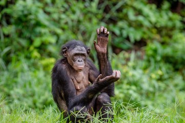 Adult male of Bonobo on the Green natural background in natural habitat. The Bonobo ( Pan paniscus), called the pygmy chimpanzee. Democratic Republic of Congo. Africa