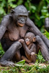 Mother and Cub of Bonobo in natural habitat. Close up Portrait. Green natural background. The Bonobo ( Pan paniscus), called the pygmy chimpanzee. Democratic Republic of Congo. Africa