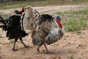 breeding turkeys. White turkey portrait. Flock of Turkeys at the farm. Many turkeys live independently. Pasture raised turkey on a farm.Turkey on a farm (7)