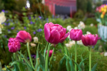Pink tulip in the garden