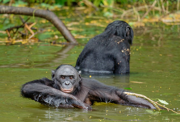 Bonobo in the water. Natural habitat. Green natural background. The Bonobo ( Pan paniscus), called the pygmy chimpanzee. Democratic Republic of Congo. Africa