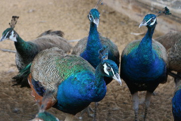Many peacocks lack freedom. Captured in the zoo
