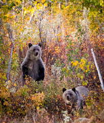 2 bear cubs in the woods during fall season