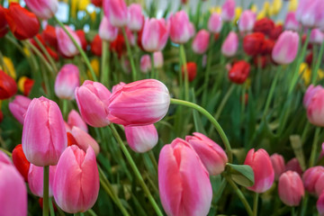 Pink tulip dynasty in the garden