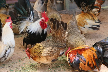 Bantam birds have a beautiful crest. Is a close-up image