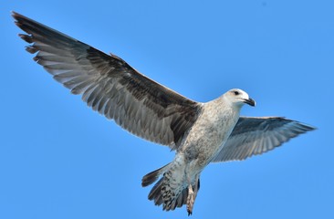 Flying Juvenile Kelp gull (Larus dominicanus), also known as the Dominican gull and Black Backed Kelp Gull. Blue sky background. False Bay, South Africa