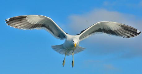 Flying Adult Kelp gull Larus dominicanus, also known as the Dominican gull and Black Backed Kelp Gull. Blue sky natural background. False Bay, South Africa