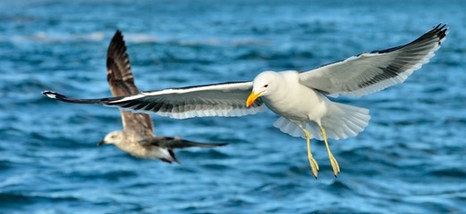 Flying Adult Kelp gull (Larus dominicanus), also known as the Dominican gull and Black Backed Kelp Gull. Blue ocean water background. False Bay, South Africa