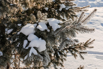 Nature Winter Christmas background with snowy pine tree branches.