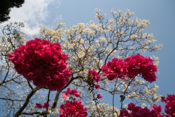 The Bougainvillea and the white Jacaranda