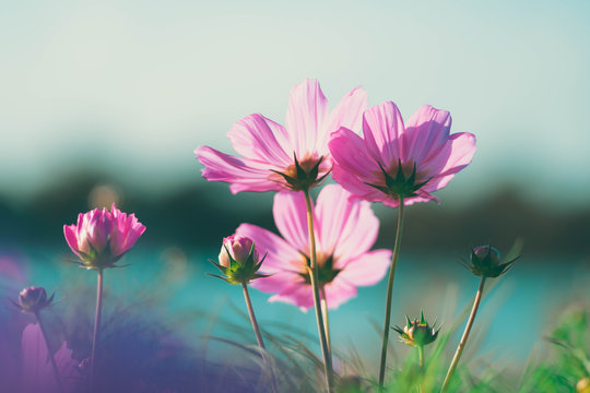 pink cosmos flowers