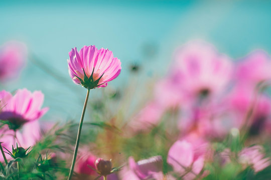 pink cosmos flower