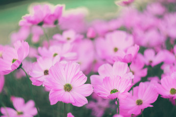 pink cosmos flowers background in vintage style