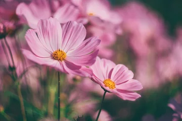 pink cosmos flowers background in vintage style © saruntorn_ka